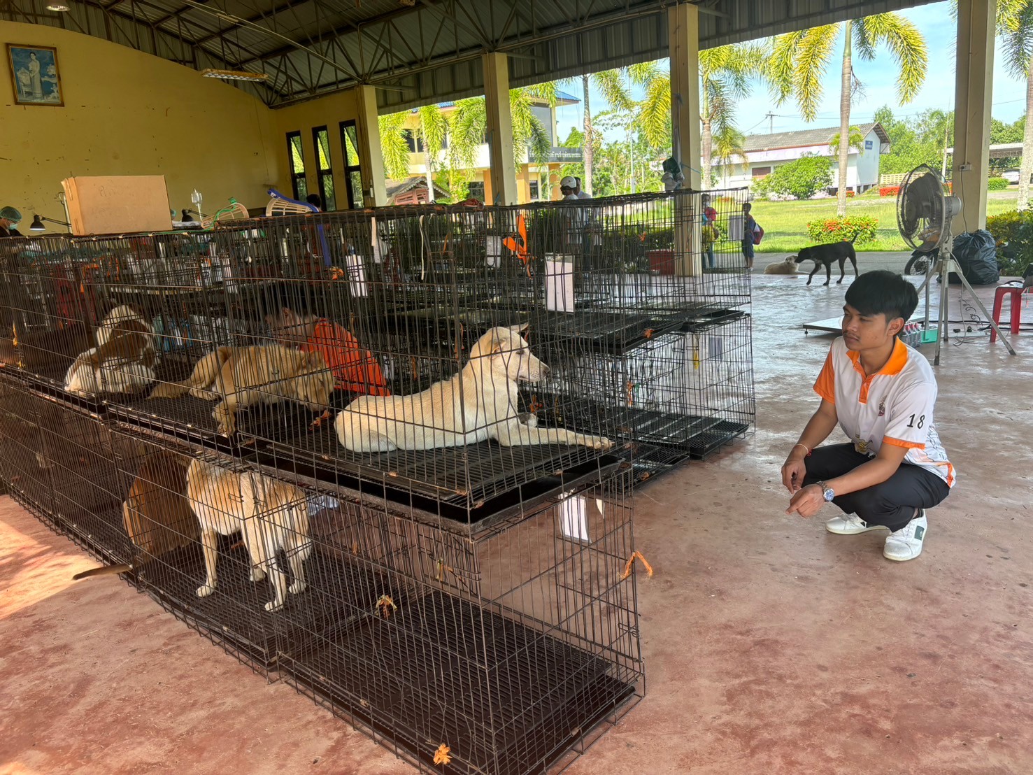 ลงภาพกิจกรรม มูลนิธิ Soidog ทำหมันสุนัขในเขตตำบลบางชนะและคลองฉนาก ระหว่างวันที่ 6 - 9 สิงหาคม 2567